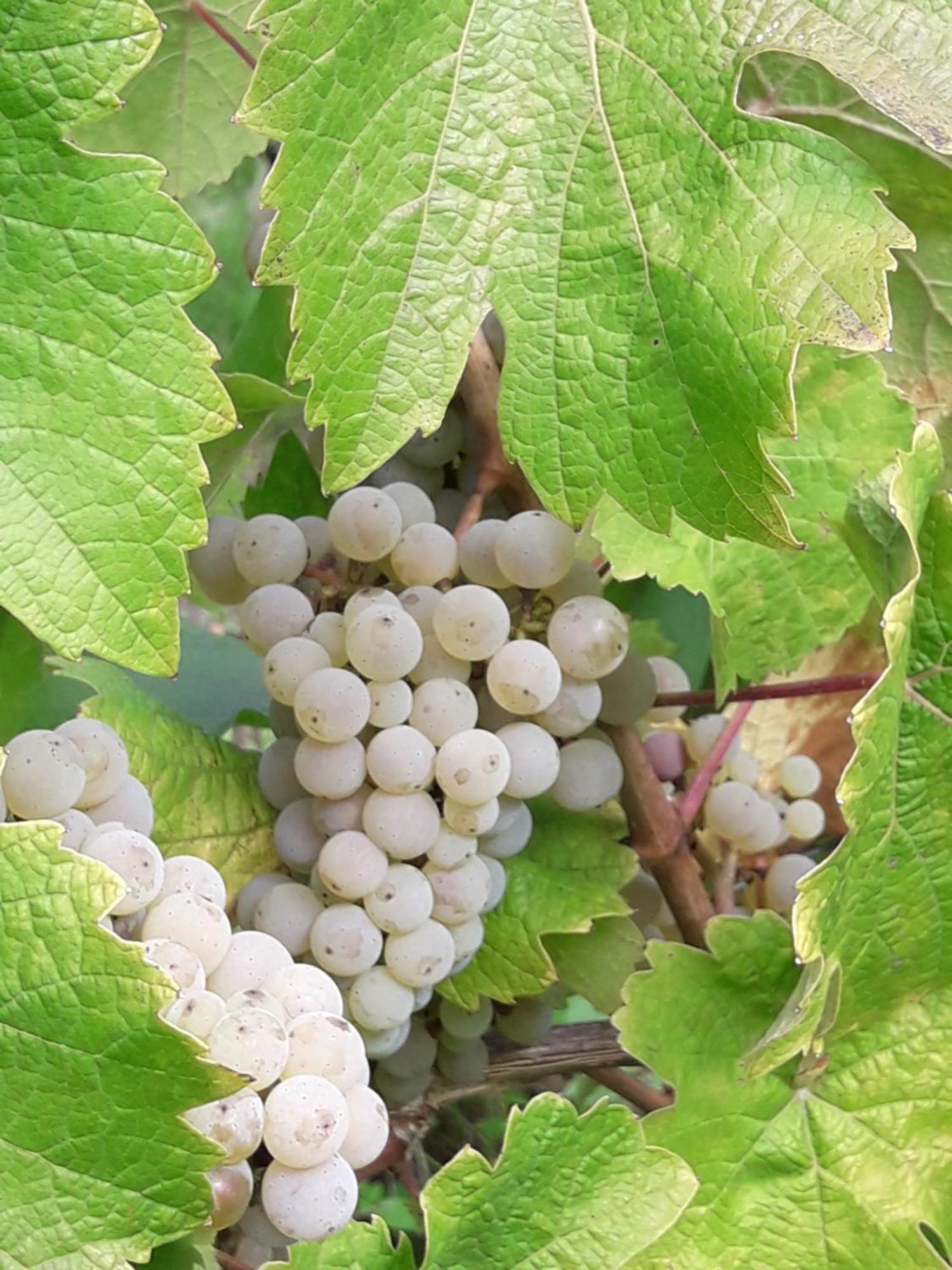 فندق Weinhof Michael Morbach زلتنغن راختخ المظهر الخارجي الصورة